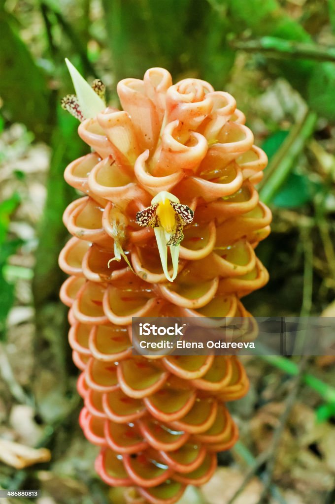 Tropical ginger flower Tropical ginger flower. Taman Negara National Park. Malaysia Adventure Stock Photo