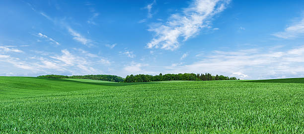 istock Panoramic spring landscape XXXXL - green field, blue sky 486881394