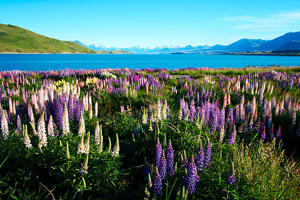 istock Lupins Of Lake Tekapo 486881667