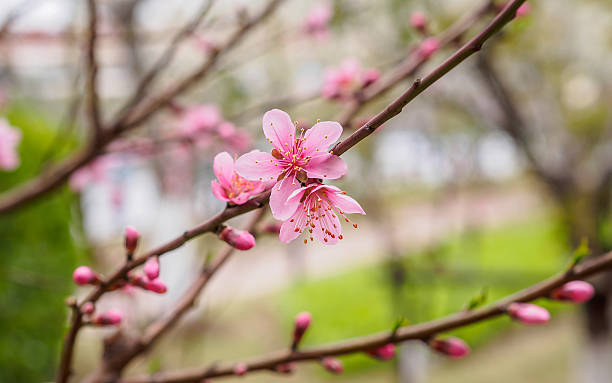 istock Spring flowers series, peach blossoming 486881793