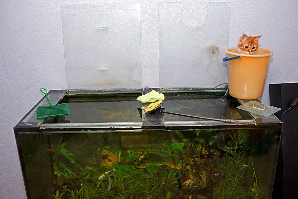 istock Dirty Aquarium before cleaning 486881962