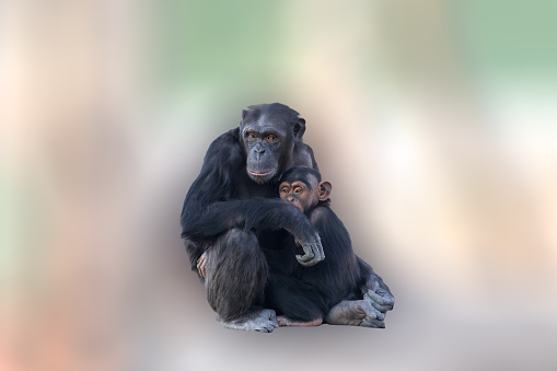 Mother chimpanzee hugging her baby. A loving moment between animals on an abstract and colorful background.