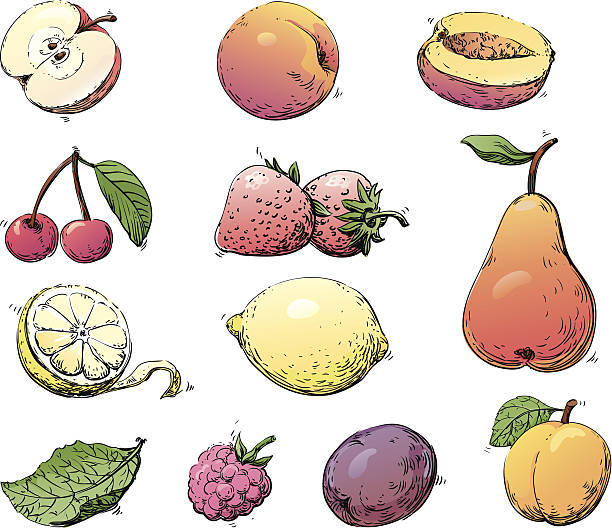 Frutas - ilustración de arte vectorial