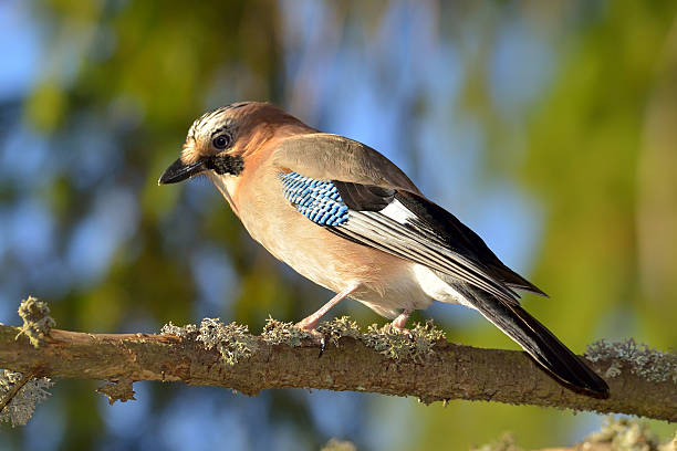 istock Jay (Garrulus Glandarius) in natural habitat 486882965