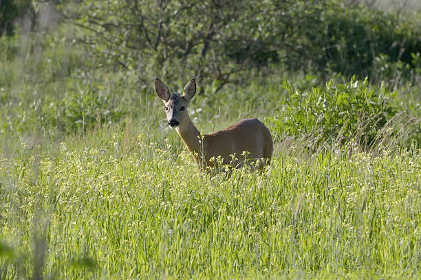 istock Roebuck (capreolus capreolus) in natural habitat 486882967