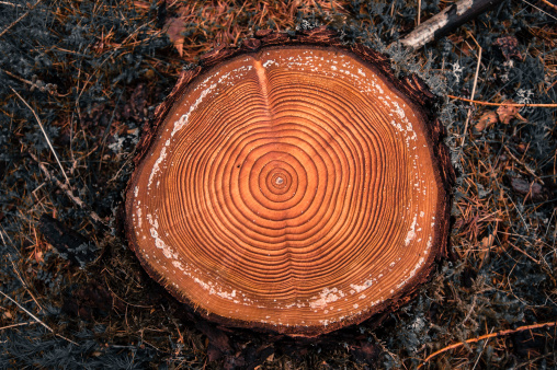 Tree rings on a cut log in a conifer forest after logging