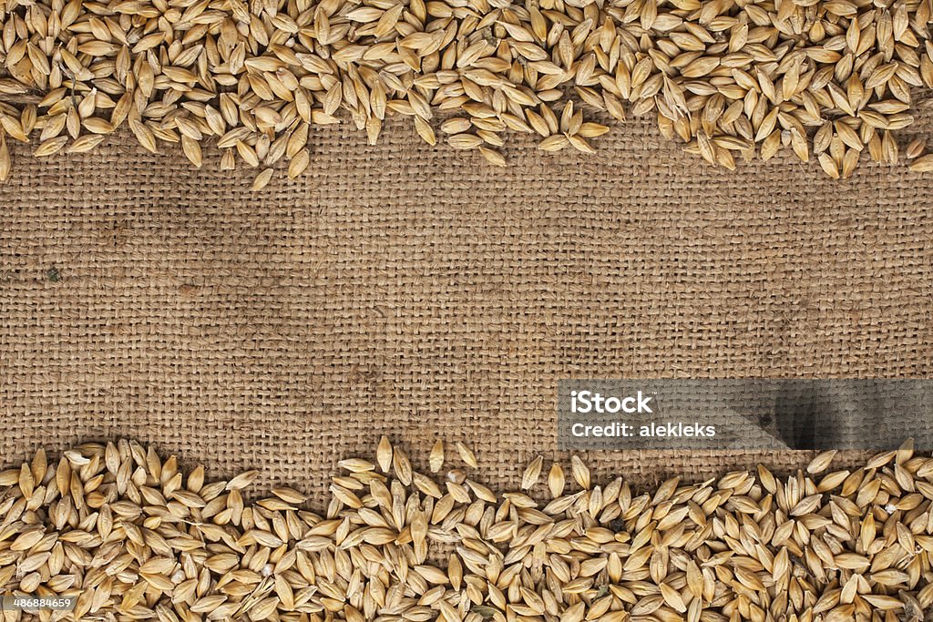 Barley is on burlap Barley is on burlap can be used as background Agriculture Stock Photo