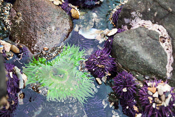 anémona y urchins - anémona común fotos fotografías e imágenes de stock