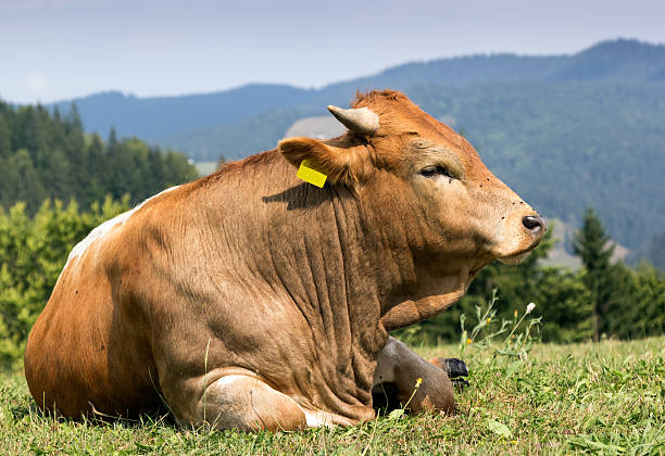 istock Brown cow with white spots standing on pasture 486886058