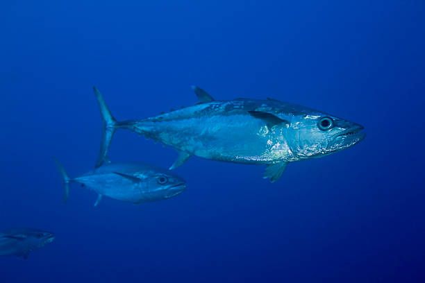gymnosarda unicolor/dogtooth tuńczyka - dog tooth tuna zdjęcia i obrazy z banku zdjęć