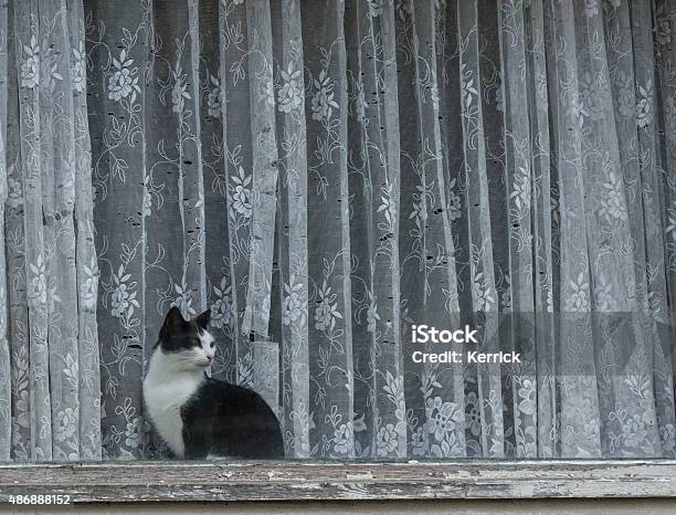 Curtain Ripper Cat Behind Dirty Window And Destroyed Curtains Stock Photo - Download Image Now