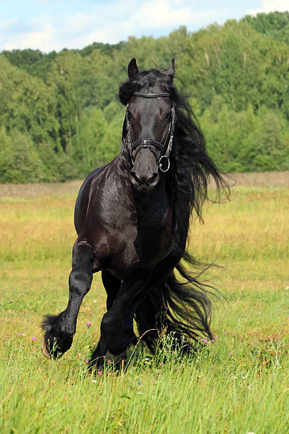 istock Friesian long haired horse gallop meadow 486888318