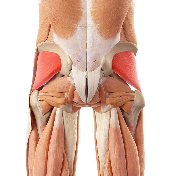 istock the gluteus minimus 486888374