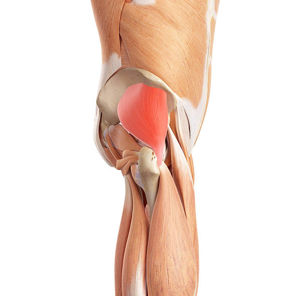 istock the gluteus minimus 486888378