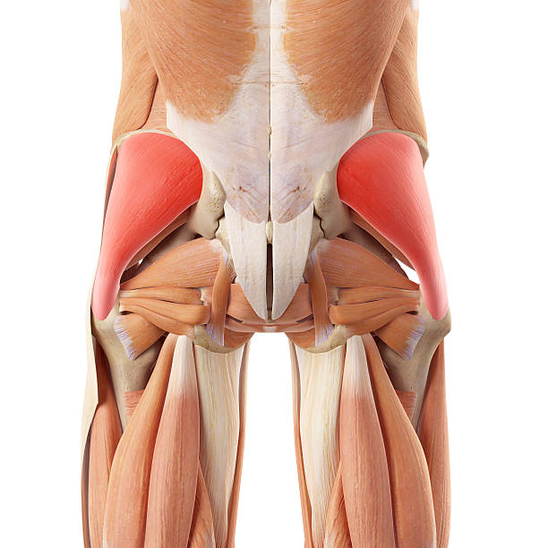 istock medical illustration 486888380