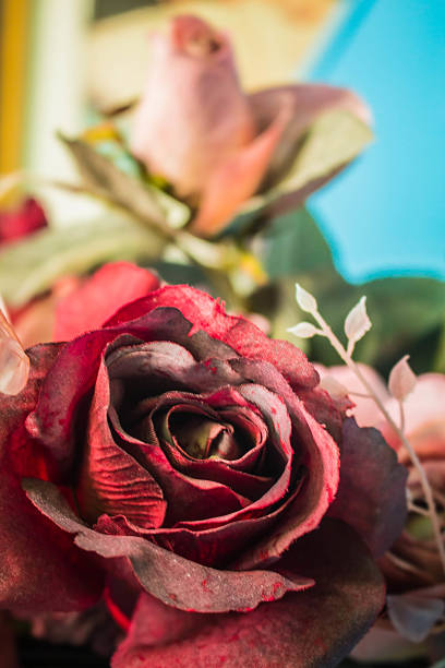 istock roses with a picture in the near term. 486888558
