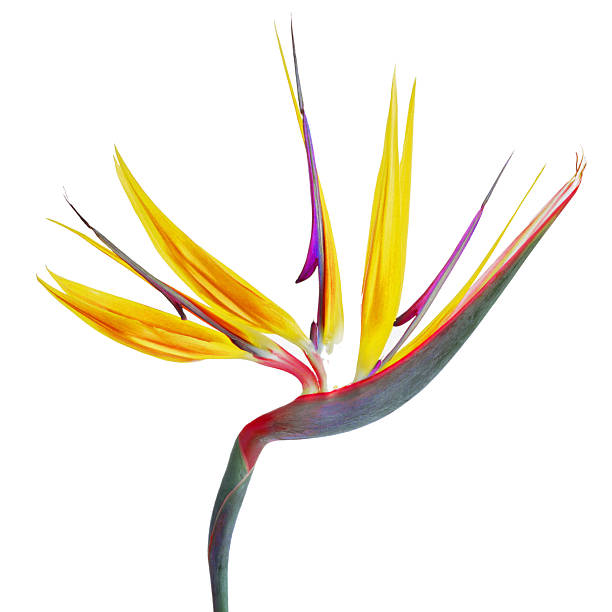 istock Sweet flora on with isolated 486890000