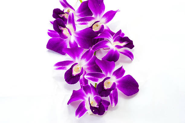 istock Dendrobium Pompadour orchid flower, isolated 486890962