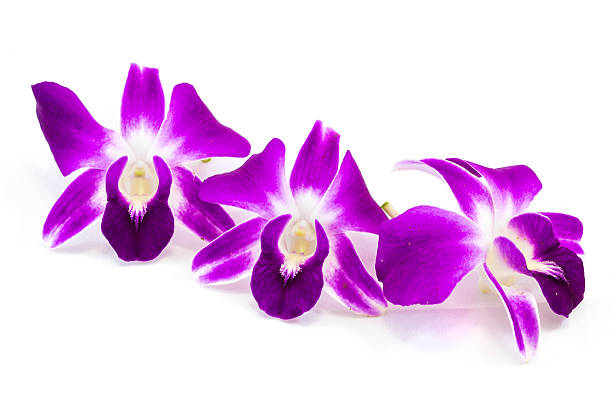 istock Dendrobium Pompadour orchid flower, isolated 486892042