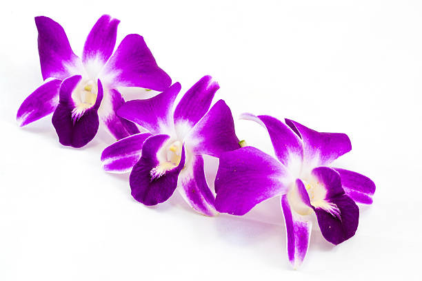 istock Dendrobium Pompadour orchid flower, isolated 486892238