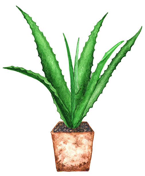 ilustrações, clipart, desenhos animados e ícones de aquarela suculentos agave cactus planta de interior - flower pot potted plant cactus single flower