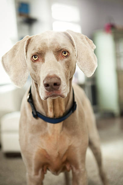 istock Adorable Weimaraner Dog Looking At Camera 486893464