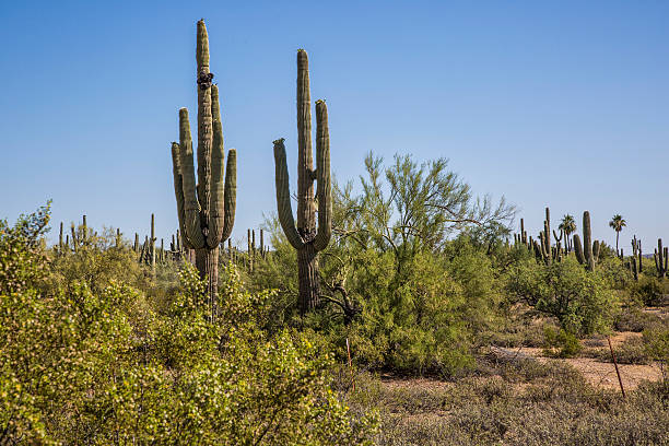 istock Desert Saguaros, Scottsdale Arizona 486893742