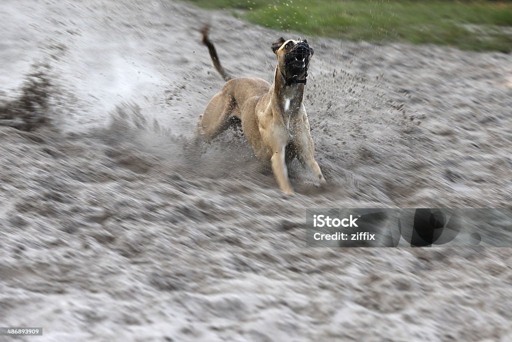 Dog racing One dog race Aggression Stock Photo