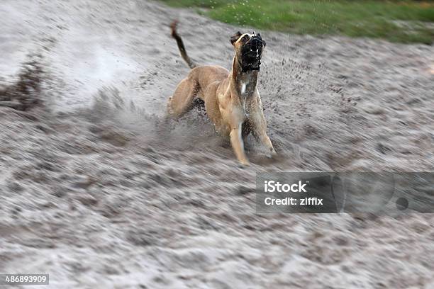 Dog Racing Stock Photo - Download Image Now - Aggression, Animal, Beat The Clock