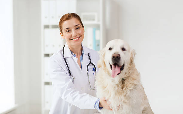 istock happy doctor with retriever dog at vet clinic 486894230