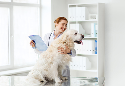 Médico feliz con perro cobrador en vet clínica photo