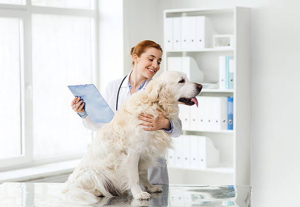 médico feliz con perro cobrador en vet clínica - vet veterinary medicine young women female fotografías e imágenes de stock