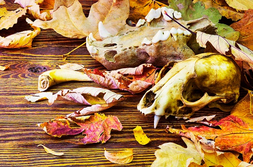 Old animal skull in a pile of rotting leaves, the theme of death, decay