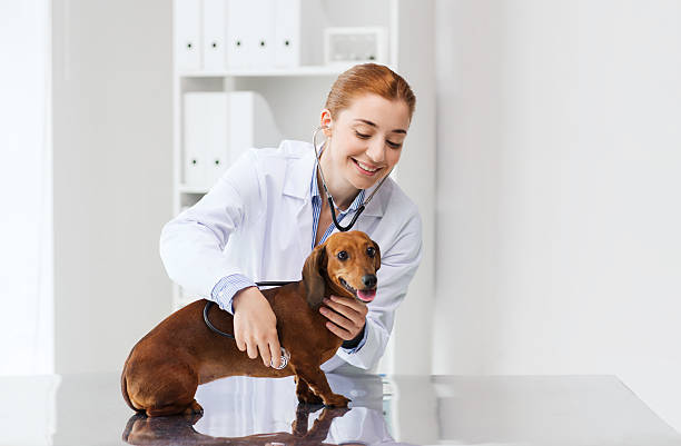 médico con un estetoscopio y perros en vet clínica - clínica veterinaria fotografías e imágenes de stock