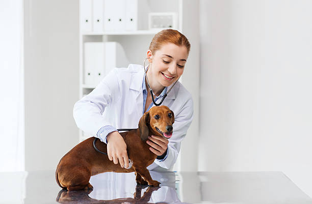 doctor with stethoscope and dog at vet clinic medicine, pet, animals, health care and people concept - happy veterinarian doctor with stethoscope examining dachshund dog at vet clinic animal hospital stock pictures, royalty-free photos & images