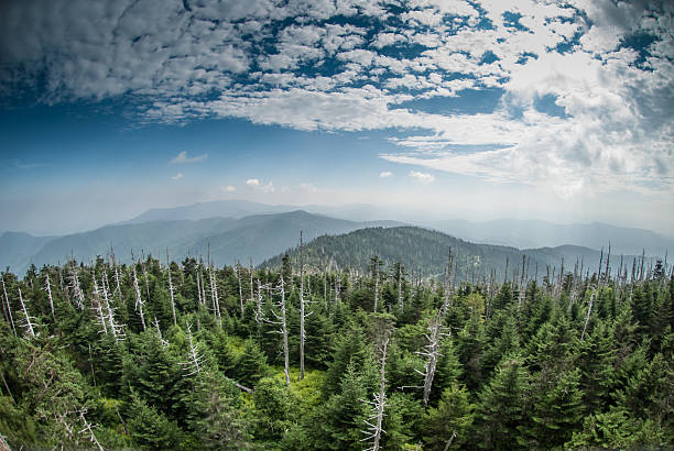 이 smokies 메트로폴리스 클링먼즈 도메 - blue ridge mountains north carolina pine tree hiking 뉴스 사진 이미지