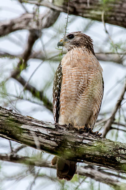 Red-shouldered Hawk Red-shouldered Hawk, Buteo lineatus, is a Bird of Prey. young black chested buzzard eagle geranoaetus melanoleucus stock pictures, royalty-free photos & images