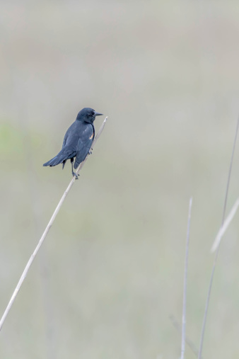A small black bird with a little yellow marking is perched on a thin twig in the swamps of the Everglades.