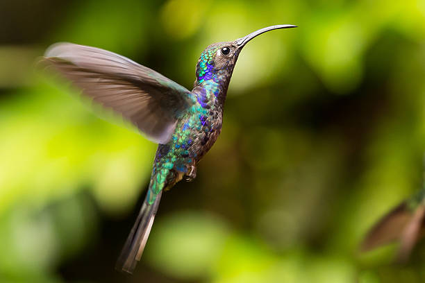 istock Violet Sabrewing Hummingbird flying changing plumage side view 486895461