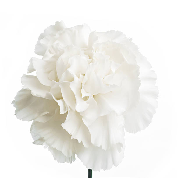 istock Sweet flora on with isolated 486895730