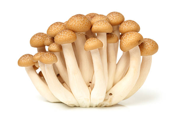 브라운 너도밤나무 머시룸 - 만가닥 버섯 뉴스 사진 이미지