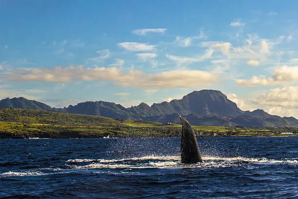 Photo of Humpback Whale