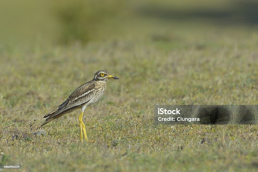 Burhinus oedicnemus (Myszołów Thick-knee, myszołów Stone-Kulik, Stone Kulik) - Zbiór zdjęć royalty-free (Biologia - Nauka)