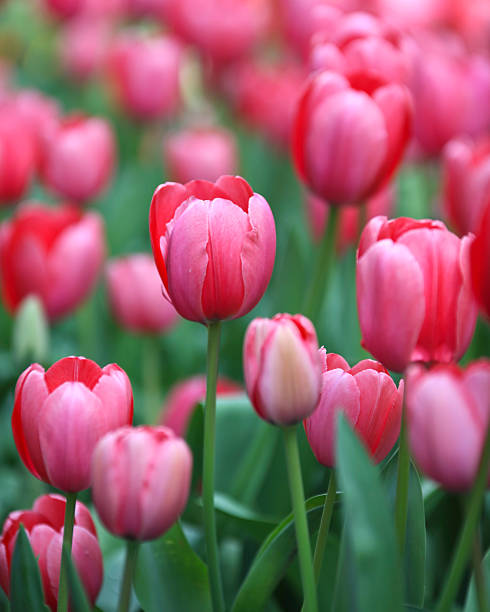 istock Tulips at Araluen, Western Australia 486896782