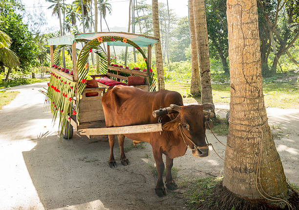 Ox cart for people transportation in La Digue Island, Seychelles OX carriage on streets of La Digue Island, where people still use oxen for transportation and field work la digue island photos stock pictures, royalty-free photos & images