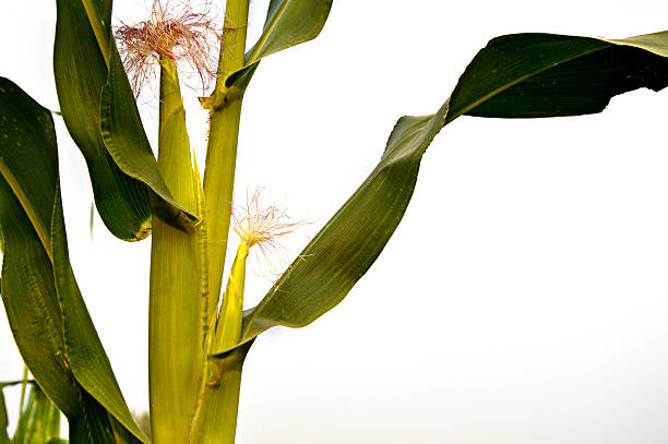 옥수수 공장요 출발지 클로즈업 - corn on the cob macro corn crop freshness 뉴스 사진 이미지