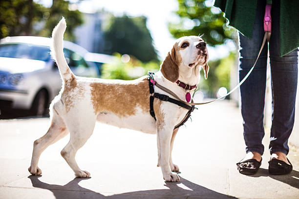 istock Walking with dog in early Sunday morning 486898200