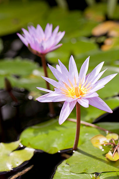 fiore di loto - lotus lotus root purple single flower foto e immagini stock