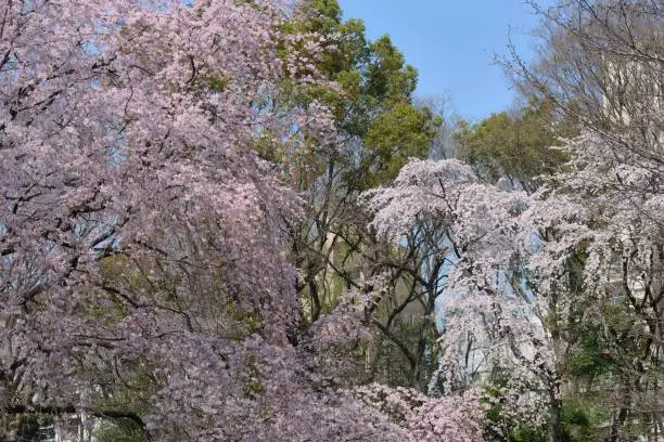 Photo of Sakura blossoms