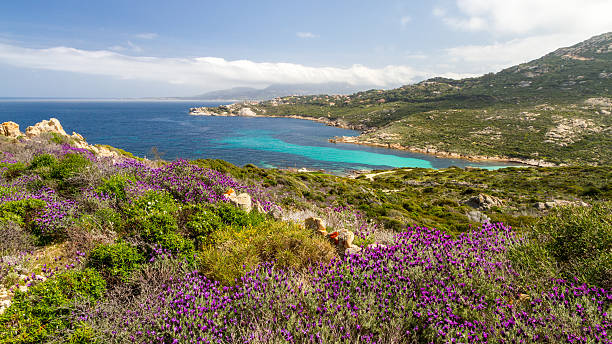 Flowers and maquis at La Revellata near Calvi in Corsica stock photo
